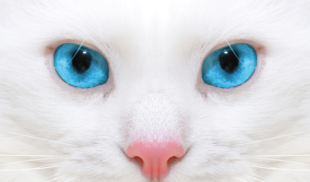 Голубоглазая кошка с розовым носом