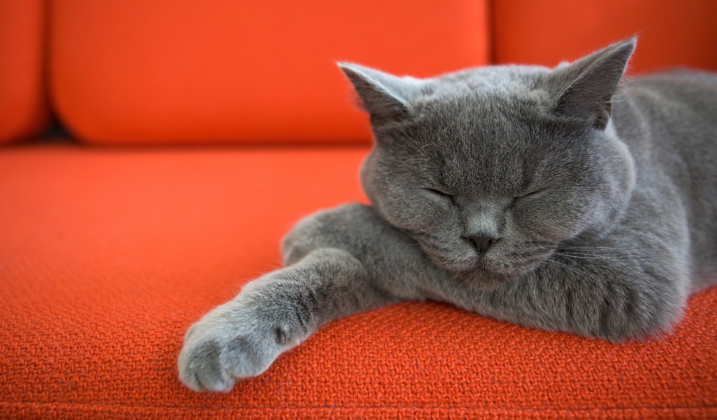 Кот британской породы спит на красном диване