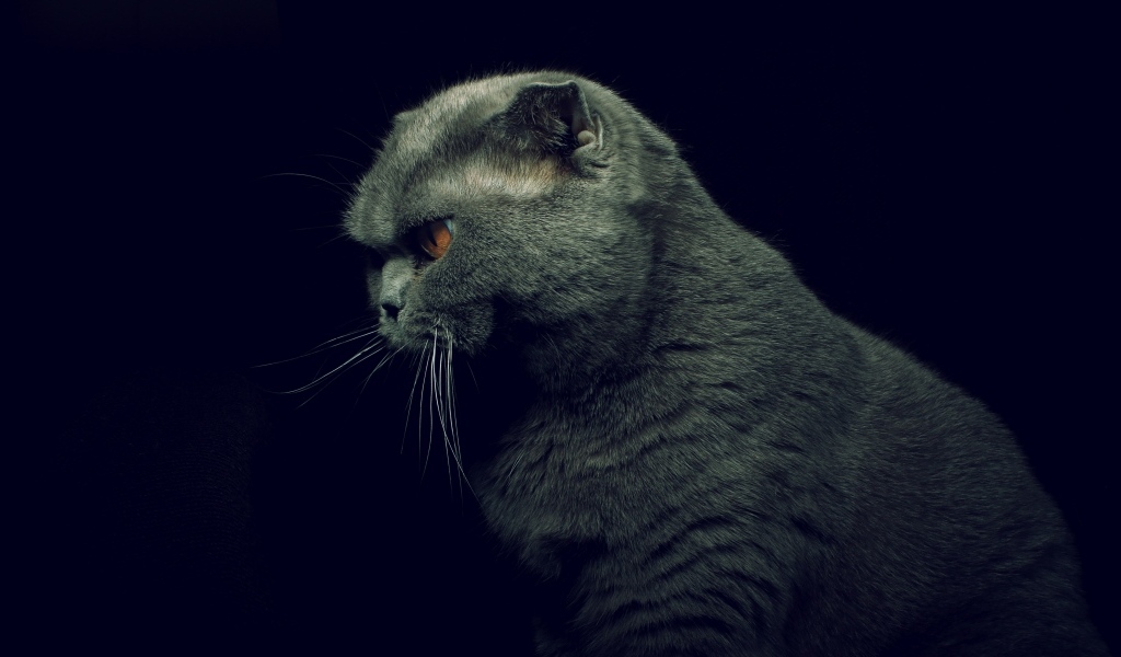 Британская кошка на черном фоне