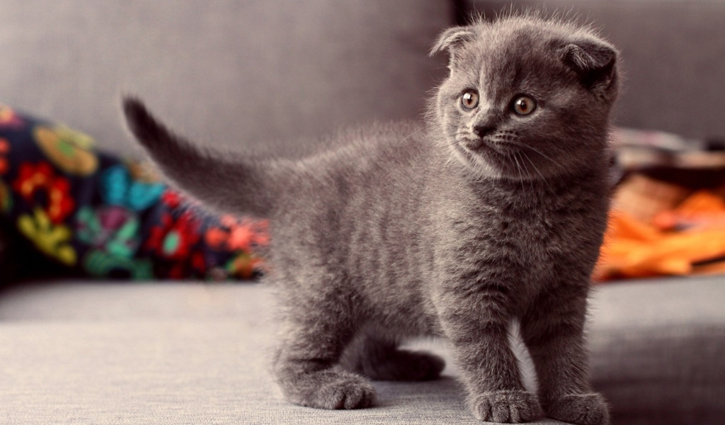 Британский вислоухий серый котенок