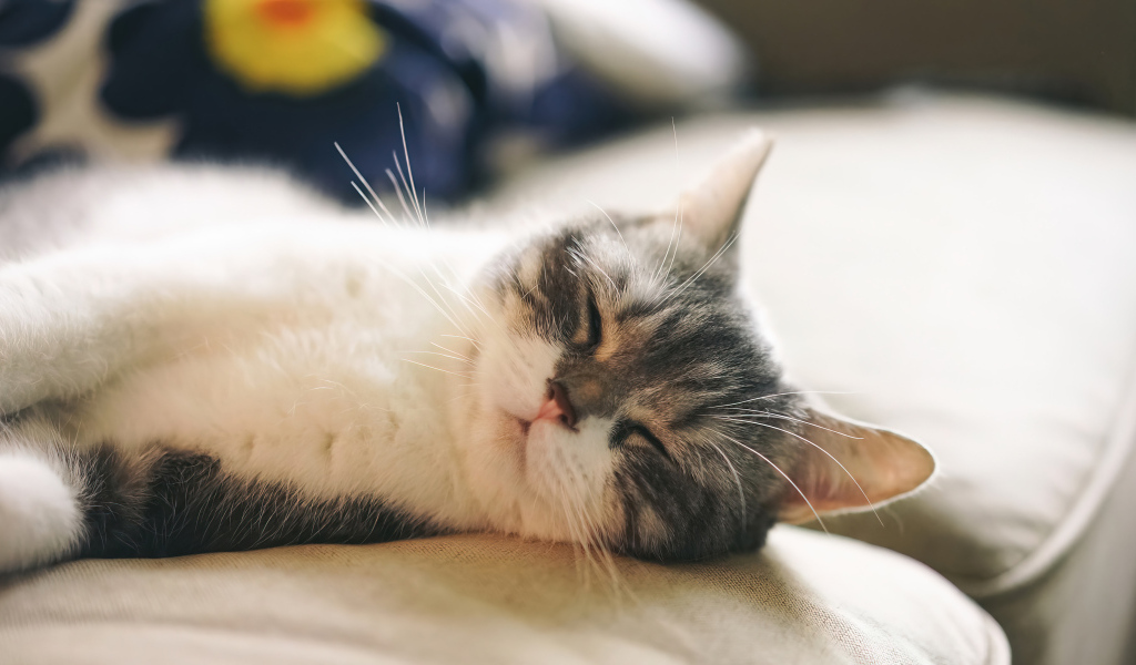 Милый кот спит на диване
