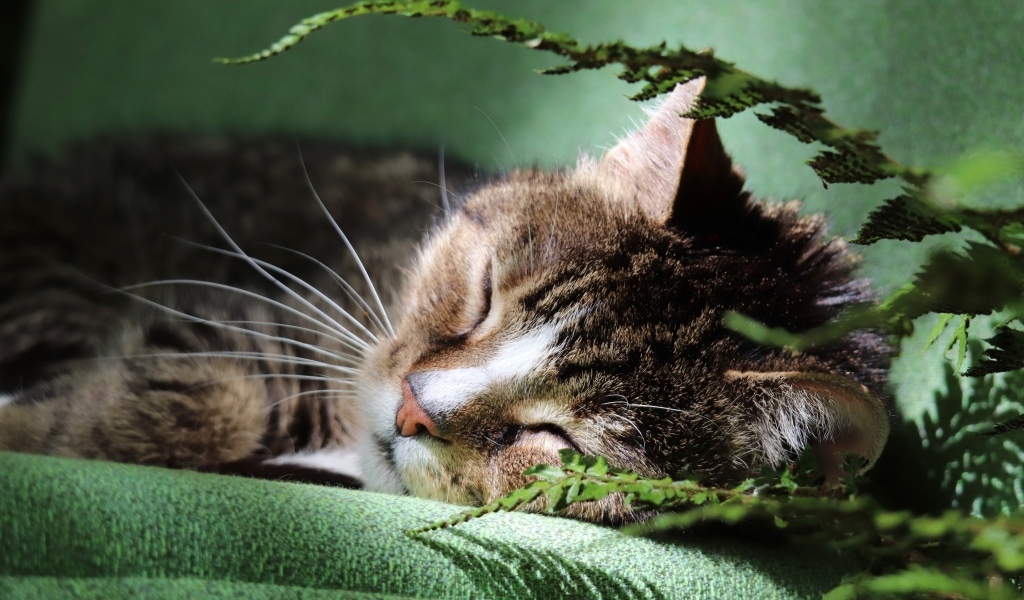 Милый кот спит на кровати у цветка