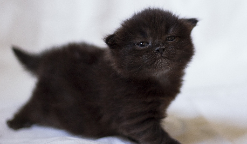 Милый маленький черный котенок крупным планом