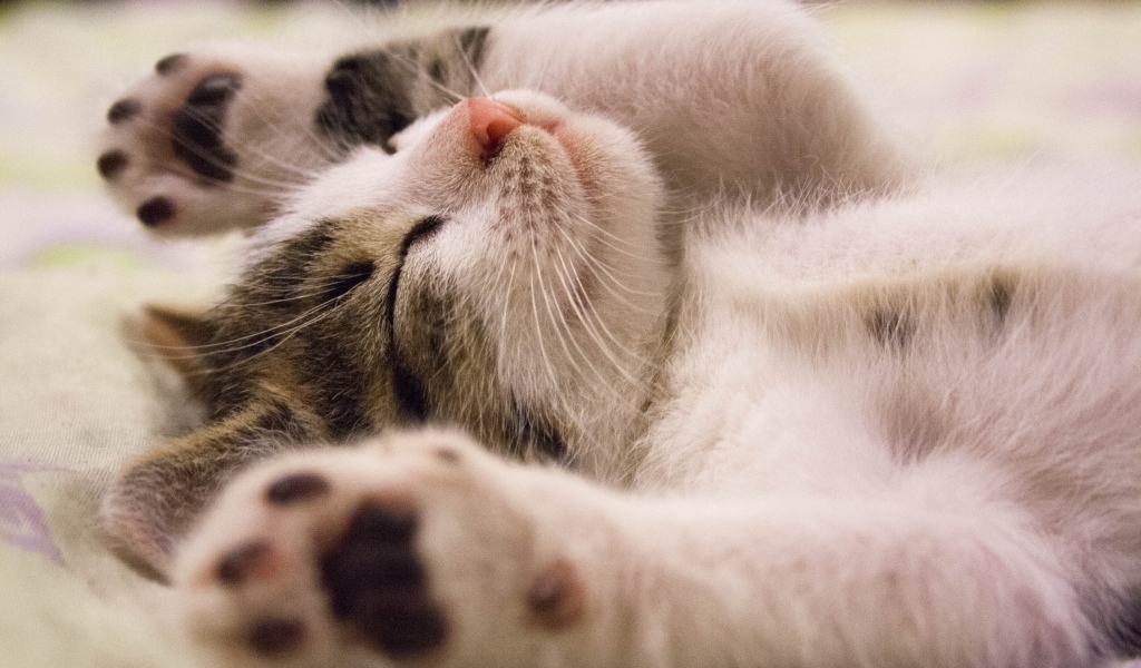 Милый спящий котенок с поднятыми лапами