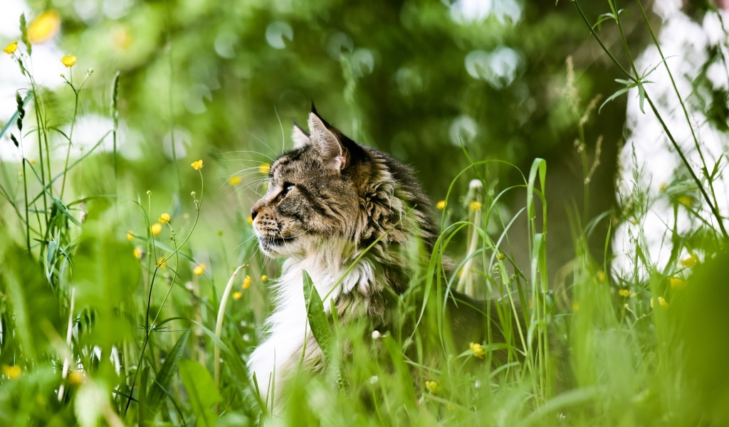 Пушистый серый кот сидит в зеленой траве