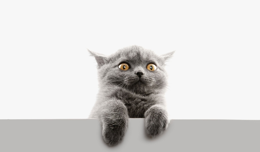 Испуганный серый котенок на белом фоне