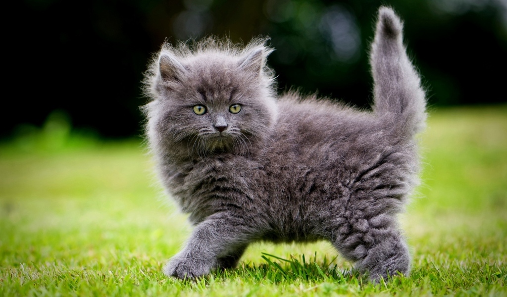 Смешной пушистый серый котенок на зеленой траве
