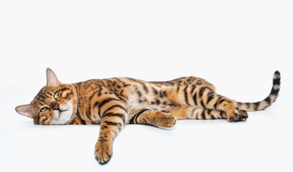 Золотой бенгальский кот на белом фоне