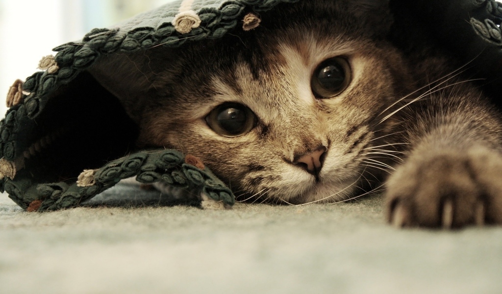 Серый котенок лежит под покрывалом