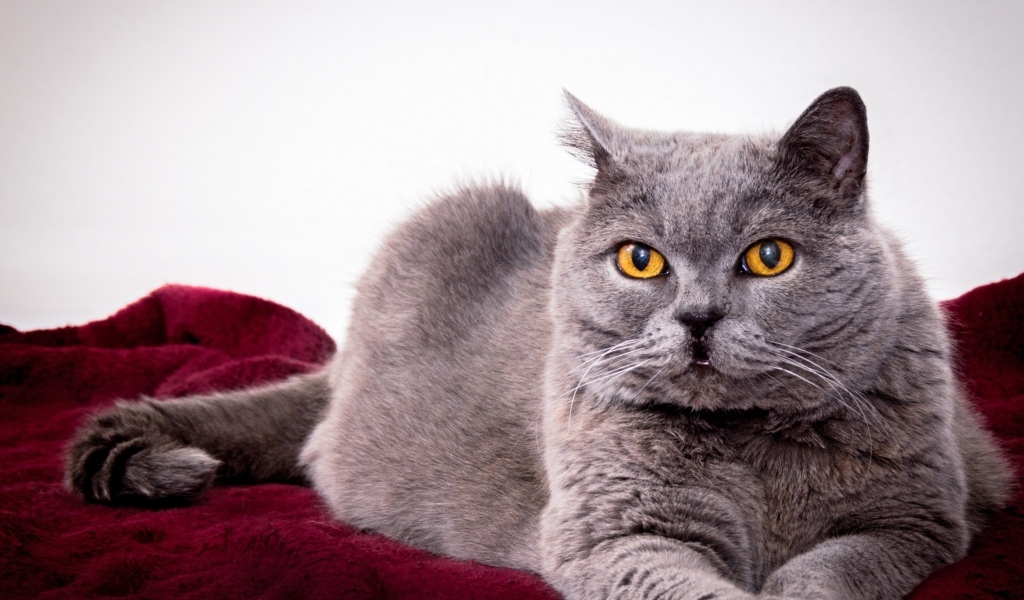 Серый породистый кот с желтыми глазами 