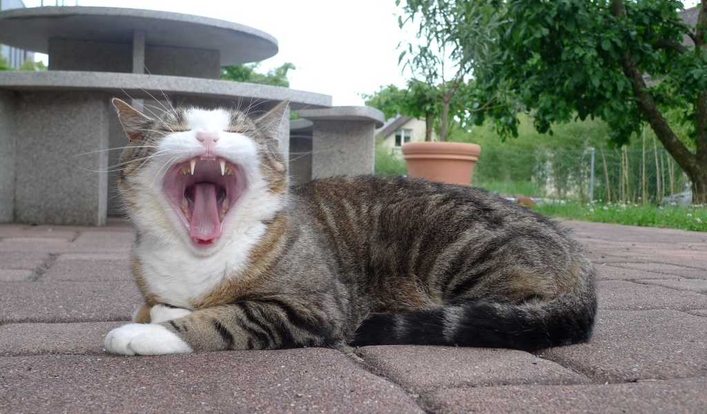 Серый полосатый кот зевает 