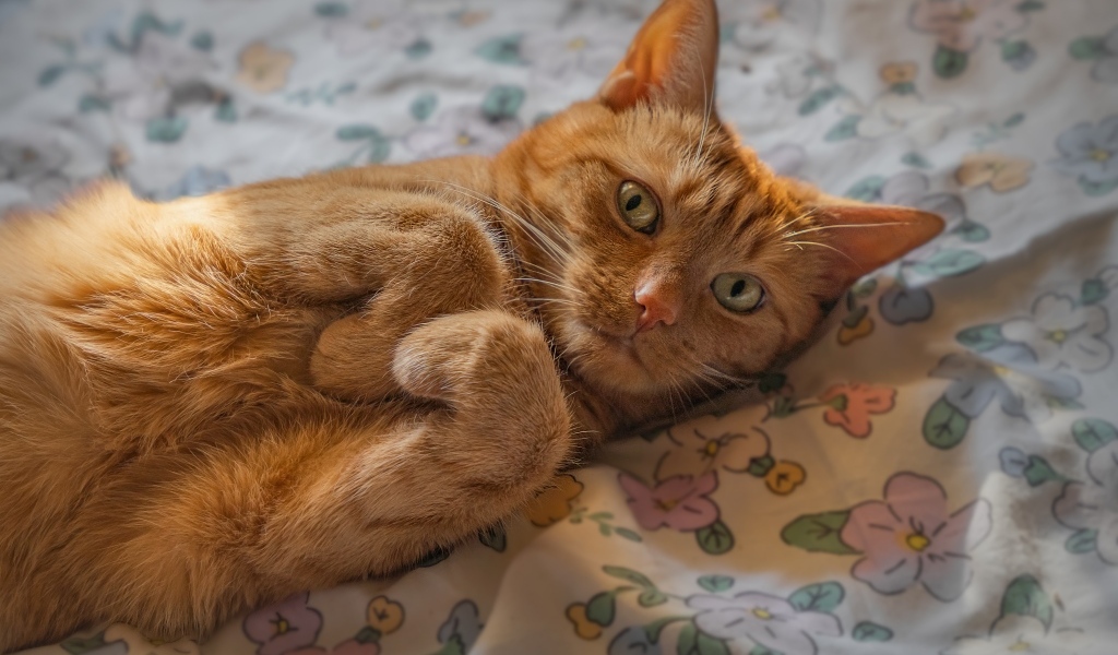 Зеленоглазый рыжий кот лежит на постели