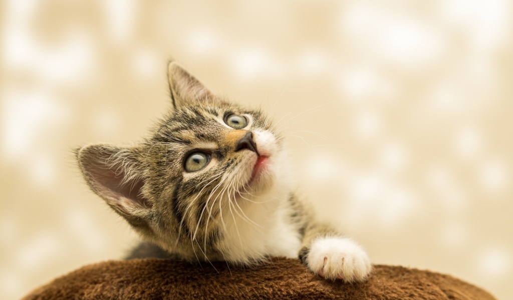 Маленький милый котенок смотрит на верх