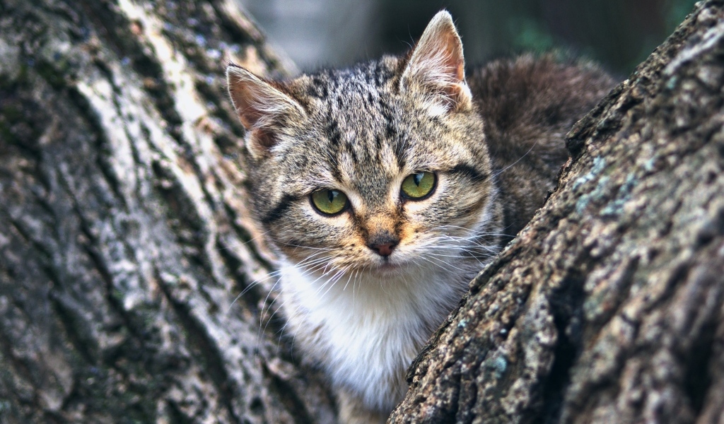 Маленький зеленоглазый серый котенок