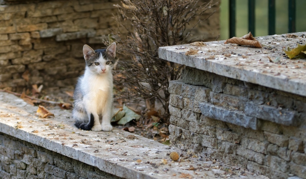 Маленький котенок на улице у дома