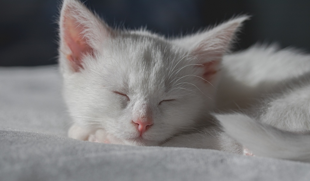 Маленький белый котенок спит на кровати
