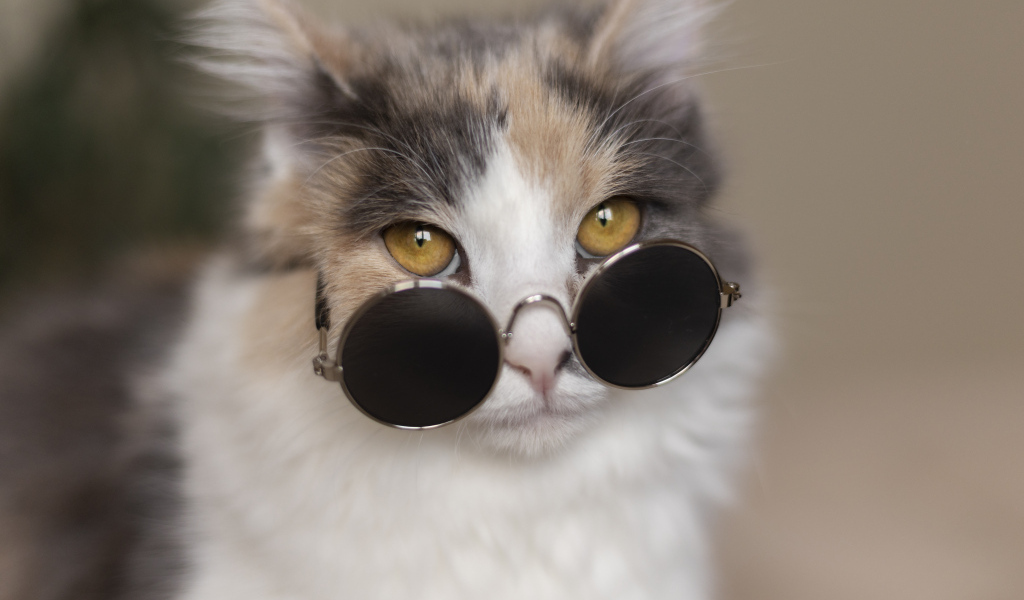 Разноцветная кошка в черных очках 