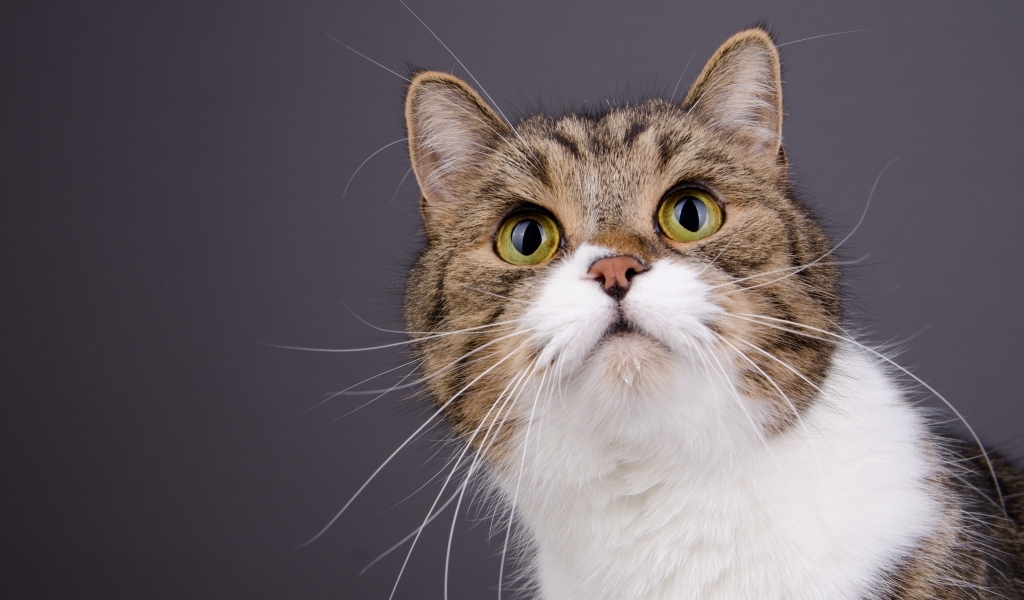 Морда зеленоглазой кошки на сером фоне