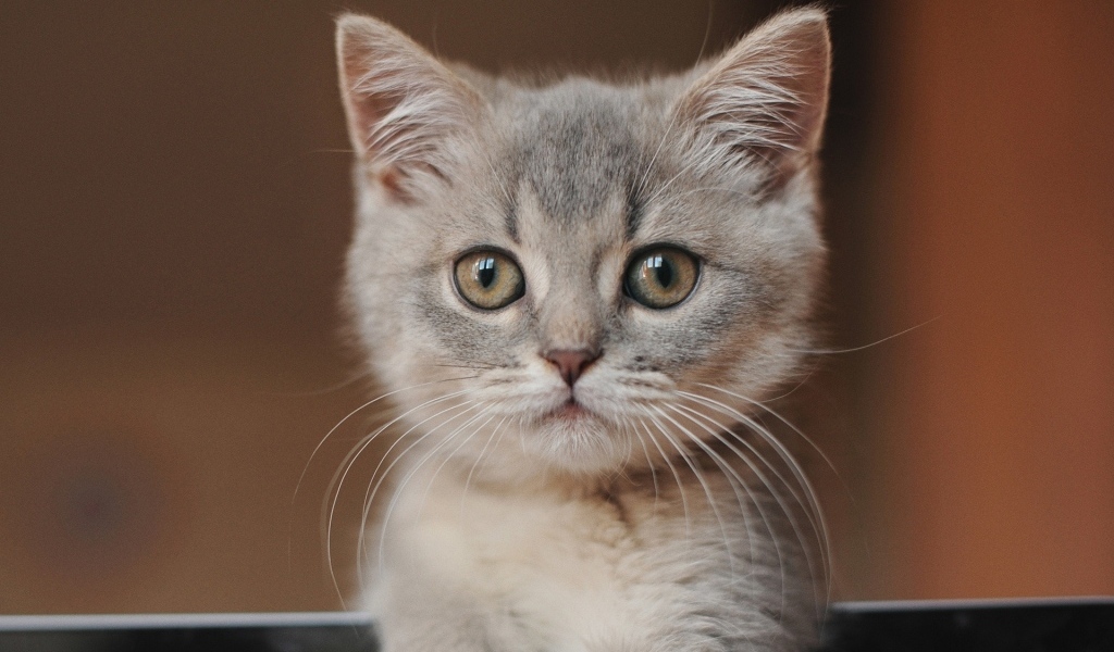 Морда маленького серого котенка крупным планом