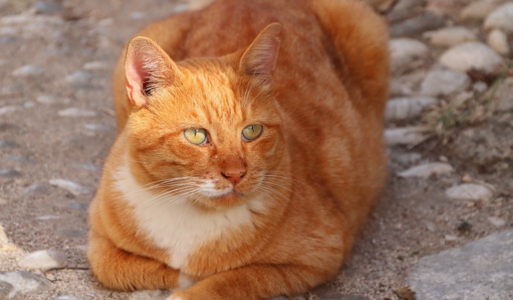 Рыжий кот на земле