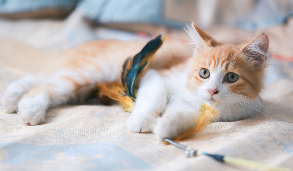 Рыжий котенок играет на кровати с перьями