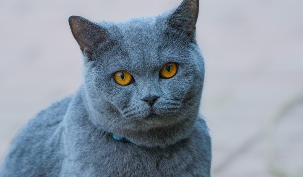 Русская голубая кошка с рыжими глазами