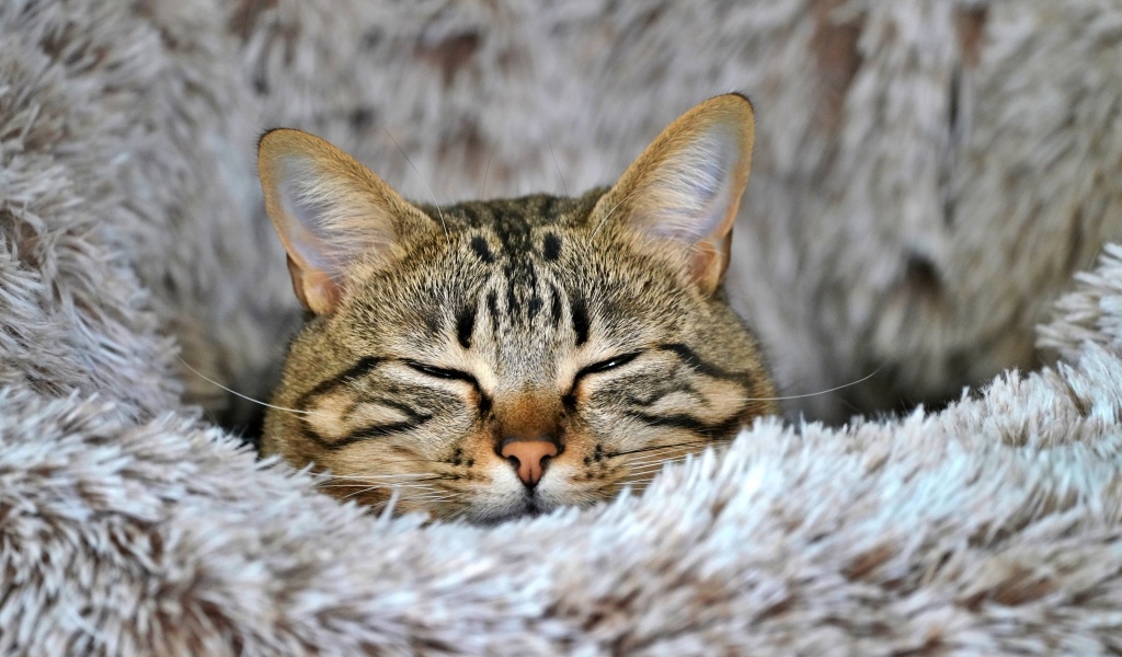 Довольный серый полосатый кот спит на покрывале