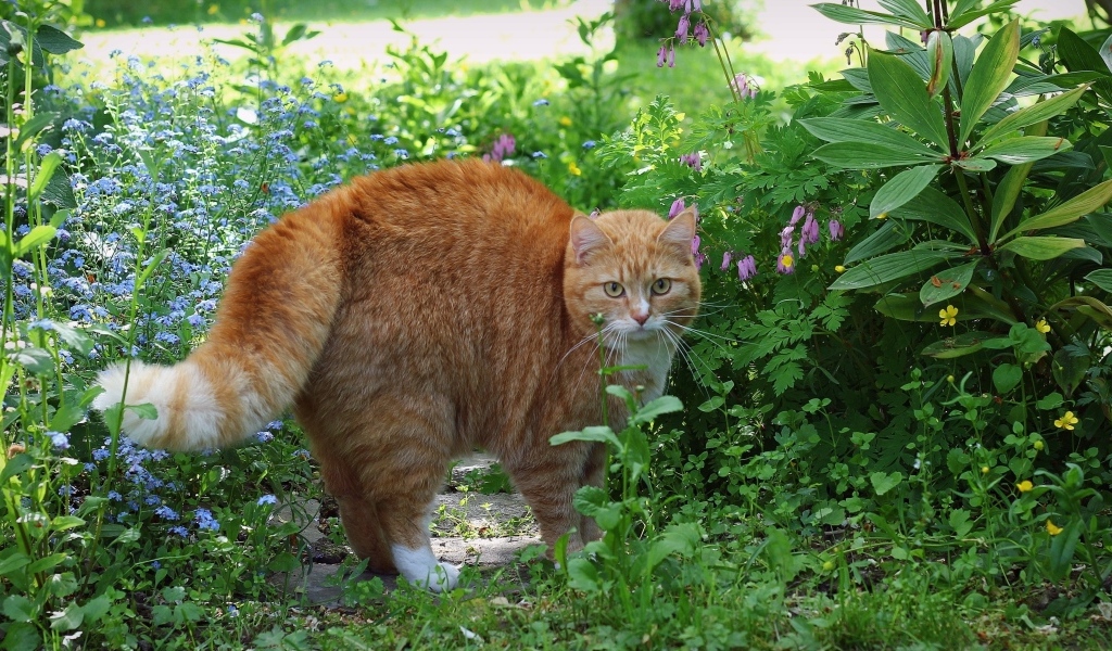 Испуганный рыжий кот в зеленой траве