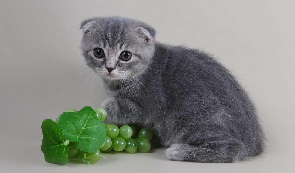 Маленький шотландский котенок с виноградом на сером фоне