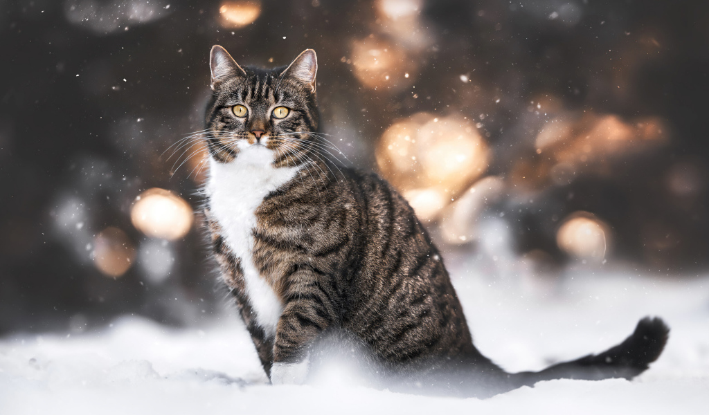 Полосатый кот сидит на холодном снегу
