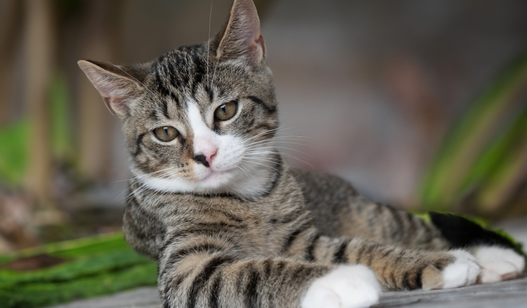 Полосатый котенок лежит на земле