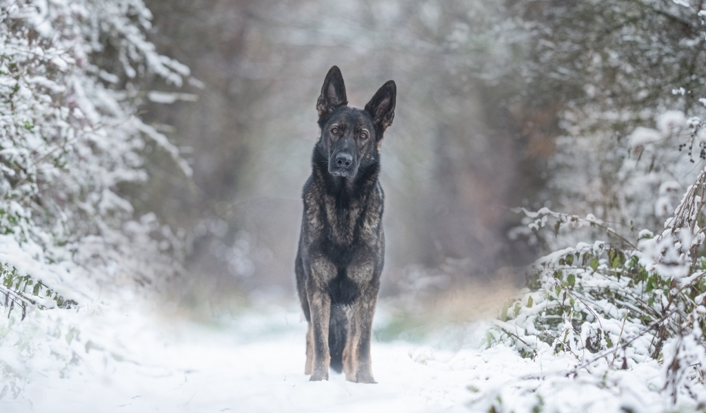 Собака стоит на дороге в заснеженном лесу