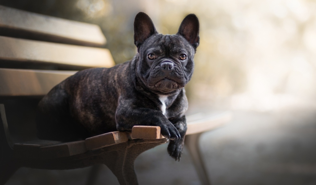 Большой французский бульдог лежит на лавке