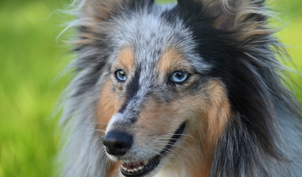 Красивая голубоглазая собака породы шелти