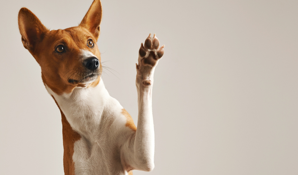 Красивая породистая собака с поднятой лапой на сером фоне