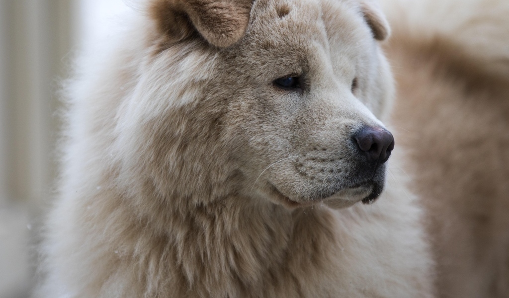 Большой старый пес акита ину