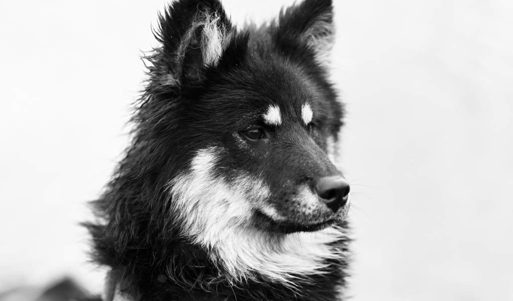Черное белое фото породистой собаки