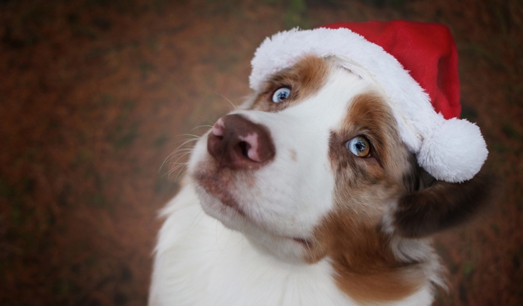 Голубоглазая австралийская овчарка в новогодней шапке