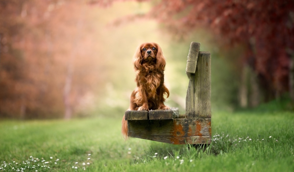 Коричневый кинг чарльз спаниель сидит на лавке