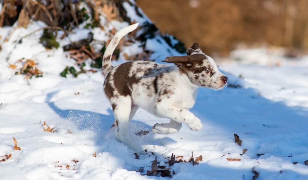 Веселый щенок бежит по снегу