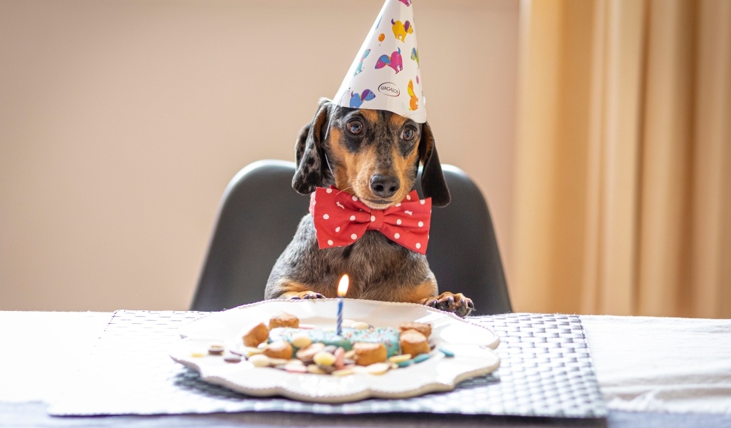 Такса отмечает день рождения
