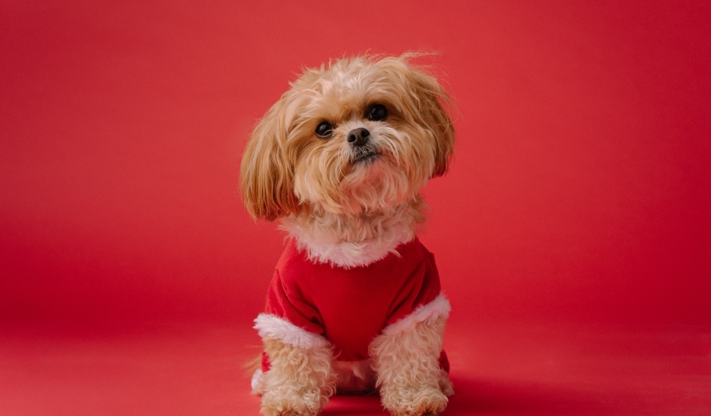 Собака в новогоднем костюме на красном фоне