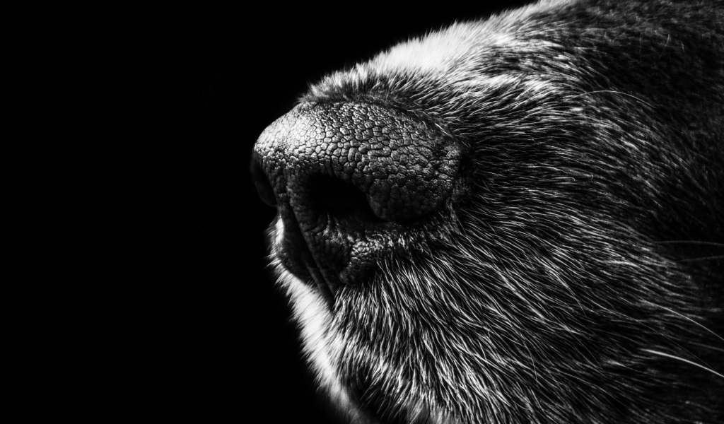 Нос собаки крупным планом на черном фоне
