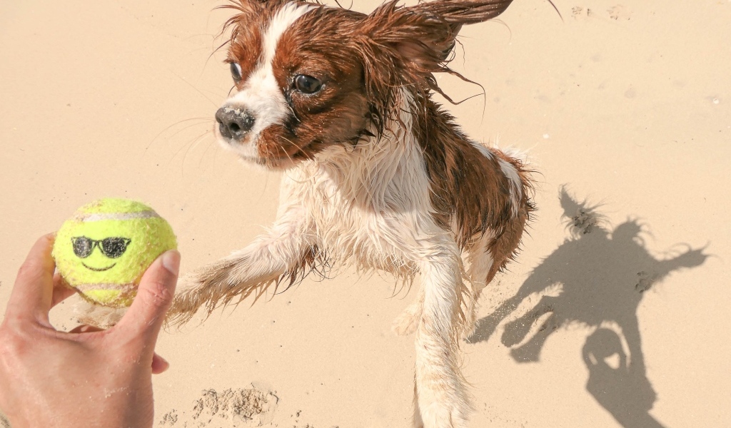Собака играет с мячом на песке