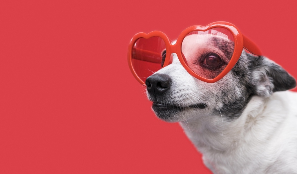 Собака в очках в форме сердца на красном фоне