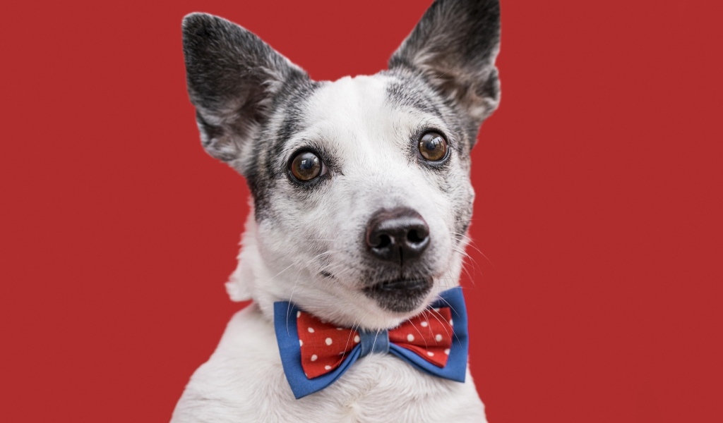 Собака с бантиком на красном фоне