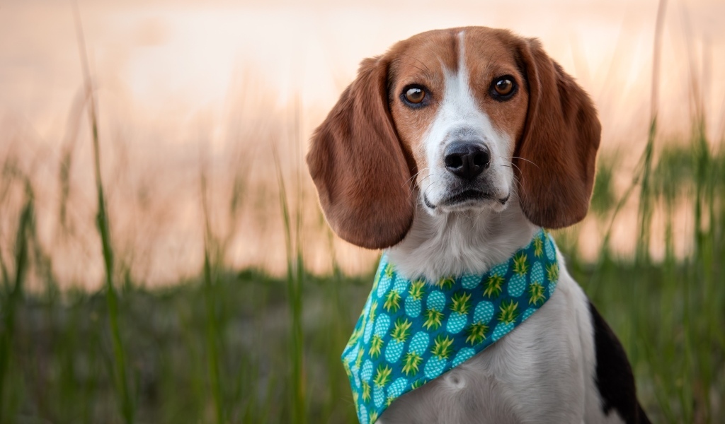 Собака с платком на шее