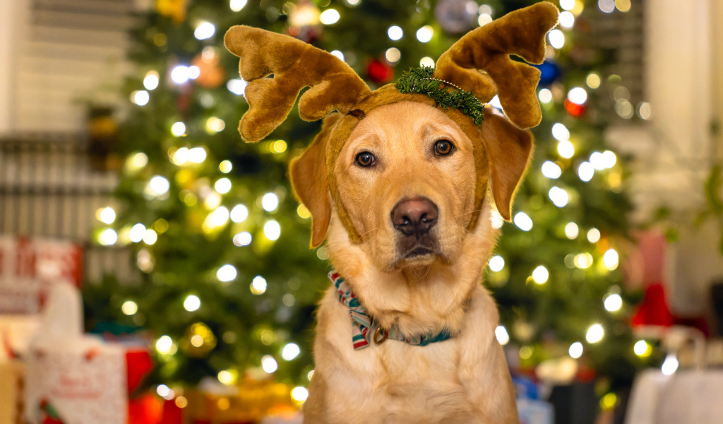 Собака с рогами оленя у новогодней ели