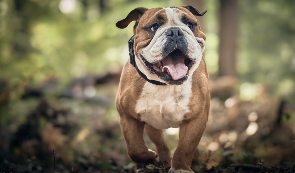 Английский бульдог бежит по лесу