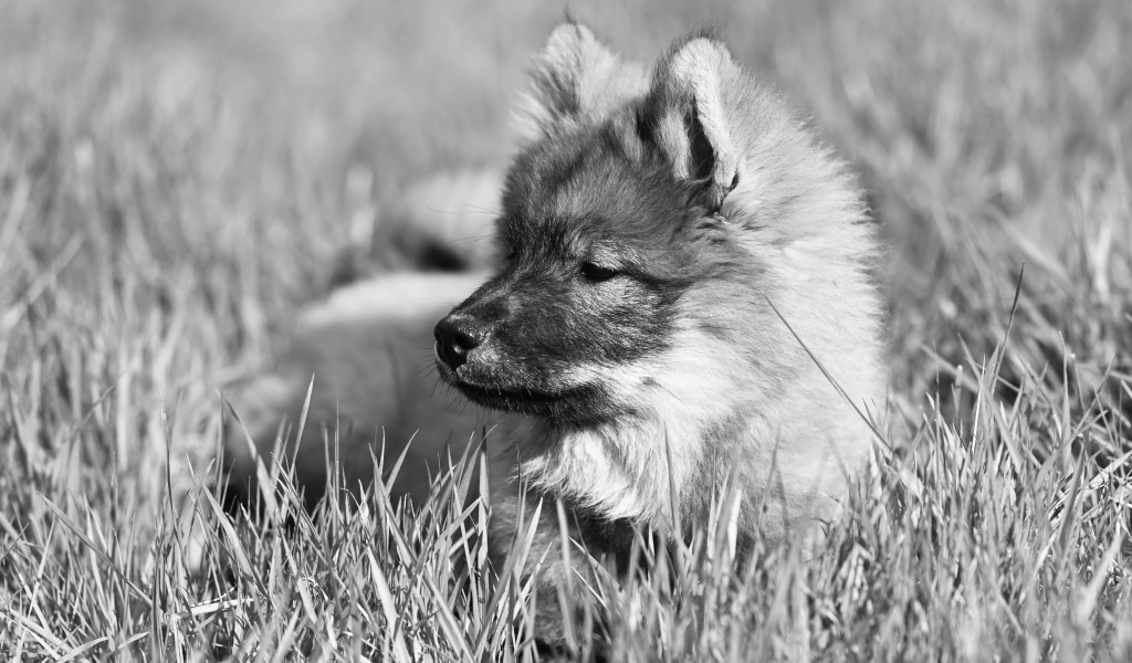 Щенок евразийской овчарки лежит в траве